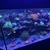 Complete Reef Aquarium Sale