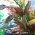 Adult Malawi cichlids for sale £5 each Bedfordshire