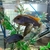 Adult Malawi cichlids for sale £5 each Bedfordshire
