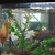 Adult Malawi cichlids for sale £5 each Bedfordshire