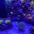 LC Petroglyph Zoas for sale/swaps