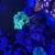 LC Petroglyph Zoas for sale/swaps