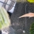 Albino Channa snakehead for sale