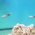Red fire fish sale...