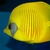 Addis Butterfly fish sale.. card payment welcome