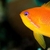 Powder blue tangs , brown salfin tang.