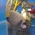 Powder blue tangs , brown salfin tang.