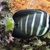 Salfin tang sale... card payment welcome..