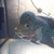 flowerhorn £100