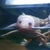 Free African Clawed Frogs