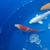 Japanese koi for sale Glenfall Koi