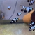 Premium black snowflakes clownfish