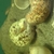 telmatochromis temporalis F2 Shell dwellers