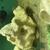 telmatochromis temporalis F2 Shell dwellers