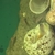 telmatochromis temporalis F2 Shell dwellers