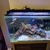 Cheap Fluval M60 with fish