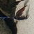 Tropheus ,cichlids
