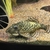 Discus fish and tank