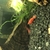 Cherry Shrimps