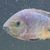 Synsplium Cichlid 4 - 5 inches £30