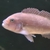 Adult mbuna for sale