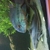 F1 Hoplarchus psittacus