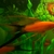 Lyretail Mollies, Molly Platy