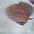 Young adult discus for sale £20-40 each