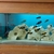 22 tropheus cichlids
