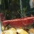 Red cherry shrimps. 25 for £20. Sterbai £6