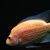 RED MORPH DOVII