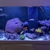 Yellow tang x 6 and other marine fish