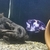 Marbled fenustrus