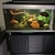 Cichlids & Tropical fish for sale