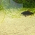 Angel fish and Corydoras for sale
