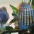 2-3 inch royal Blue Turquoise Discus - Symphysodon sp £24.99