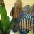 2-3 inch royal Blue Turquoise Discus - Symphysodon sp £24.99