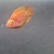 Orange parrot fish