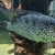 Jaguar cichlid