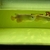 Arowana pairs male and female planet arowana