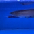 Arowana pairs male and female planet arowana