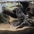 Alligator snapping turtle