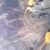 Adult angelfish