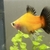 2 x Platys Free