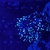 Marine corals and fish for sale