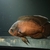 High Grade Oscar approximately 12-13” stunning fish