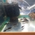 Corydoras BLack Schultzei group of 10