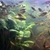 Endler guppies