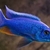 Peacock cichlids for sale - variety of sizes and prices, from juvenile to Adults