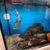 Tropical fish for sale